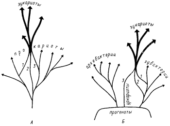 Микробиология / evolution.powernet.ru / library / micro / images / fig041fig041