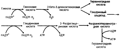 Микробиология / evolution.powernet.ru / library / micro / images / fig105fig105